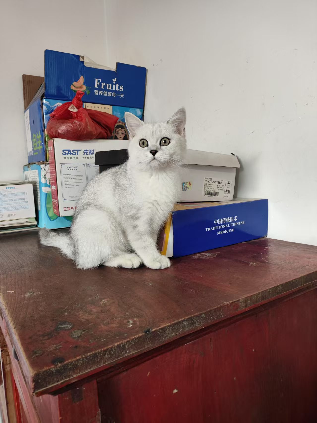带回老家的猫