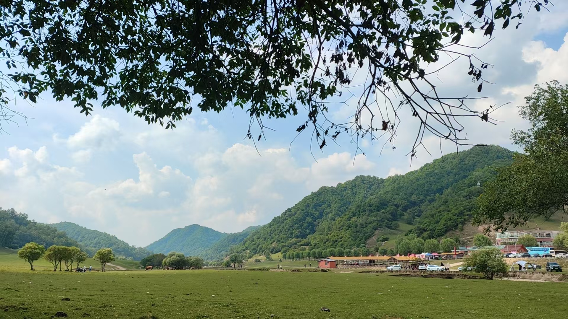 树荫下的草地和远山